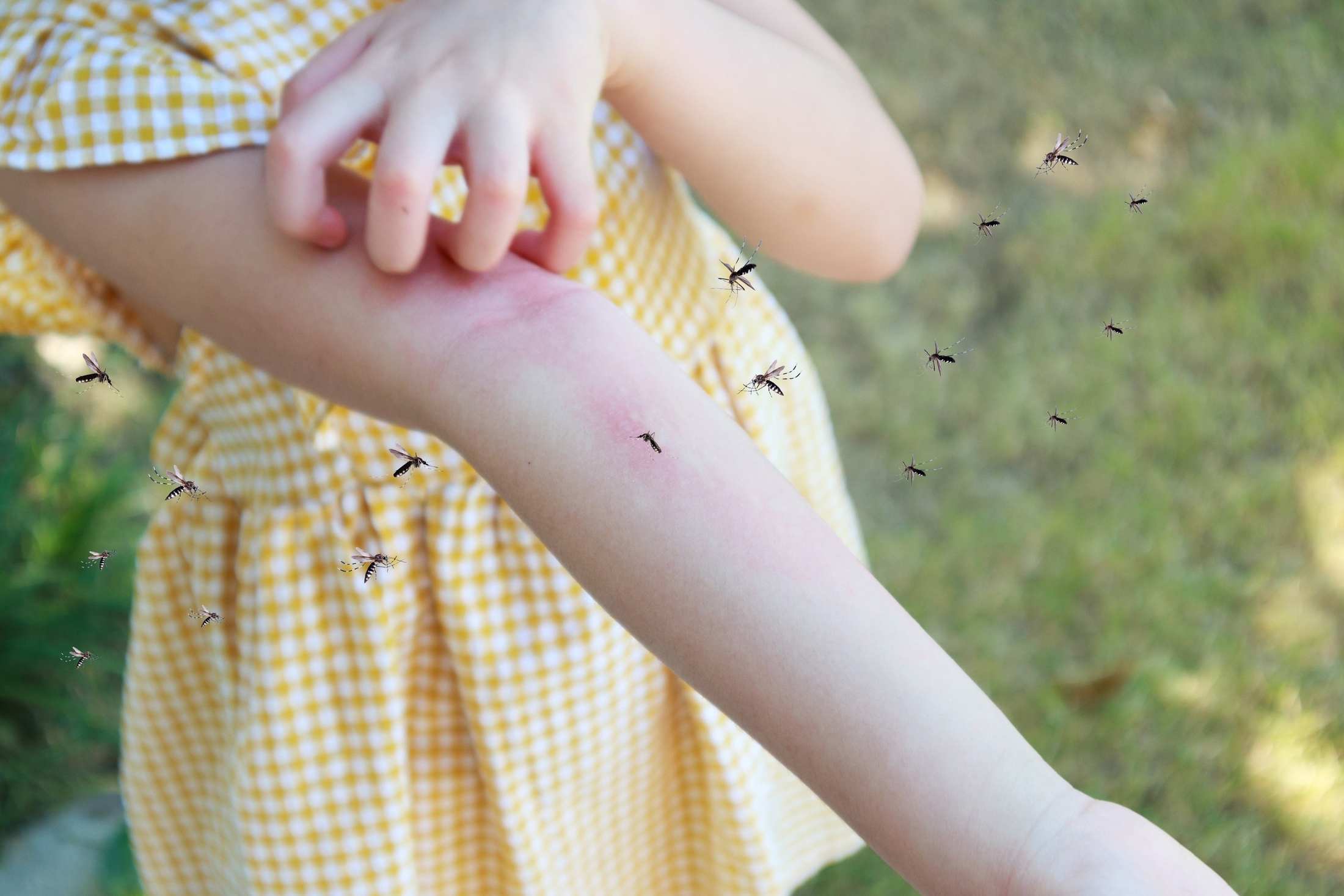 Moustiques : Pourquoi sont-ils encore si présents en septembre ?