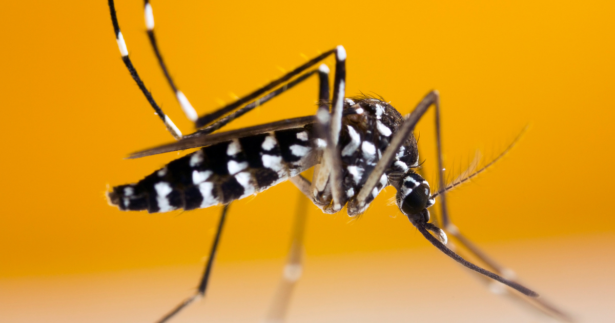 Enquête : méthode de lutte écologique et innovante contre le moustique tigre