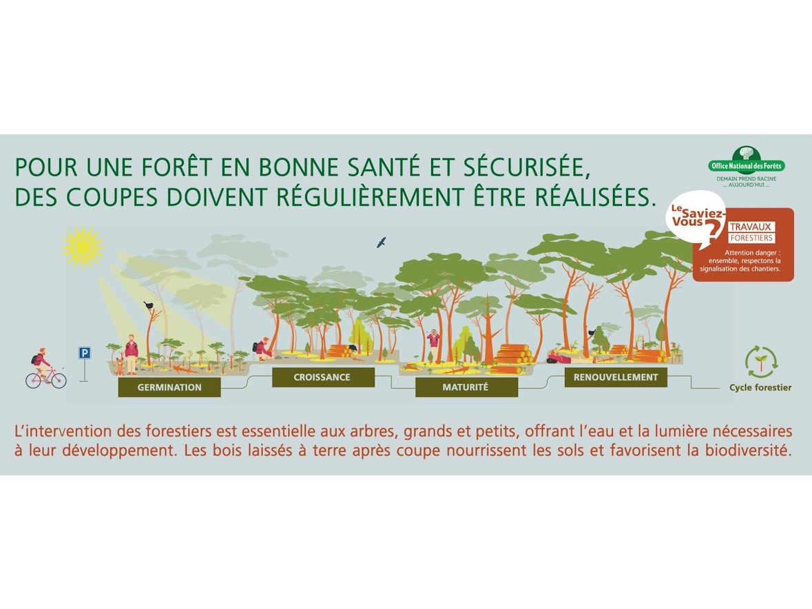 Des coupes de bois pour gérer durablement la forêt