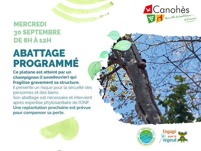 🌿 ABATTAGE D'UN PLATANE RUE DU MOULIN 🌿
