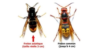 Frelons asiatiques