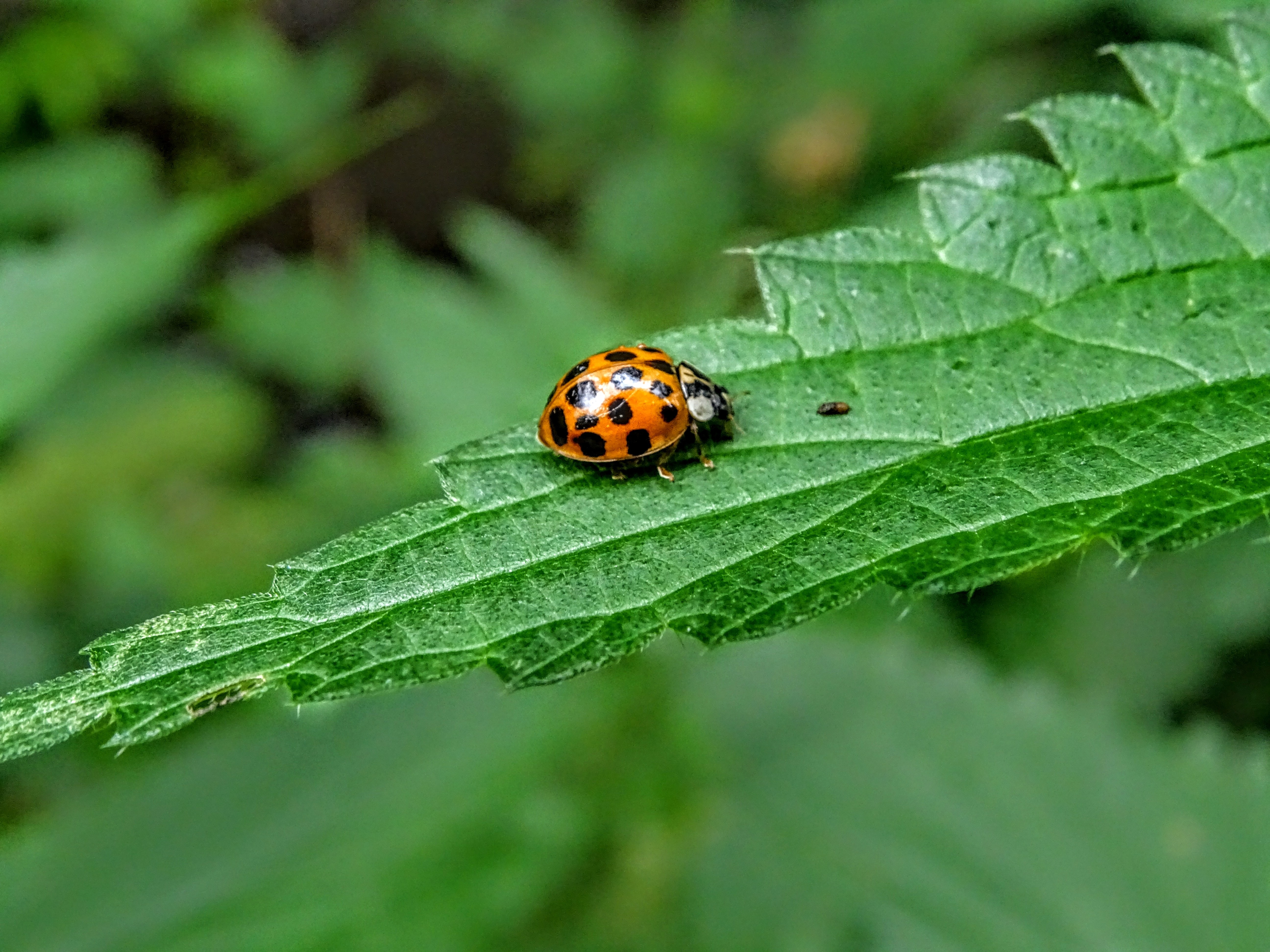 L'accueil de la faune dans les jardins et l’atlas de la biodiversité communale