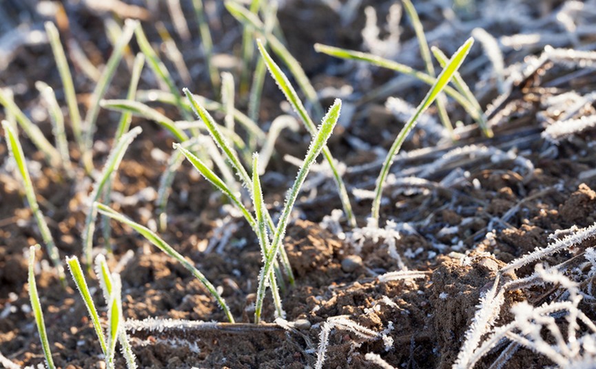 Calamité agricole - Gel du 1er au 5 avril 2022 