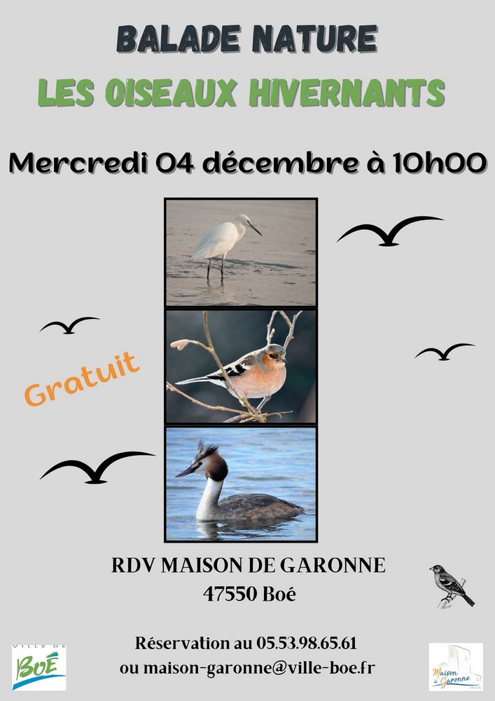 Balade à la découverte des oiseaux hivernants