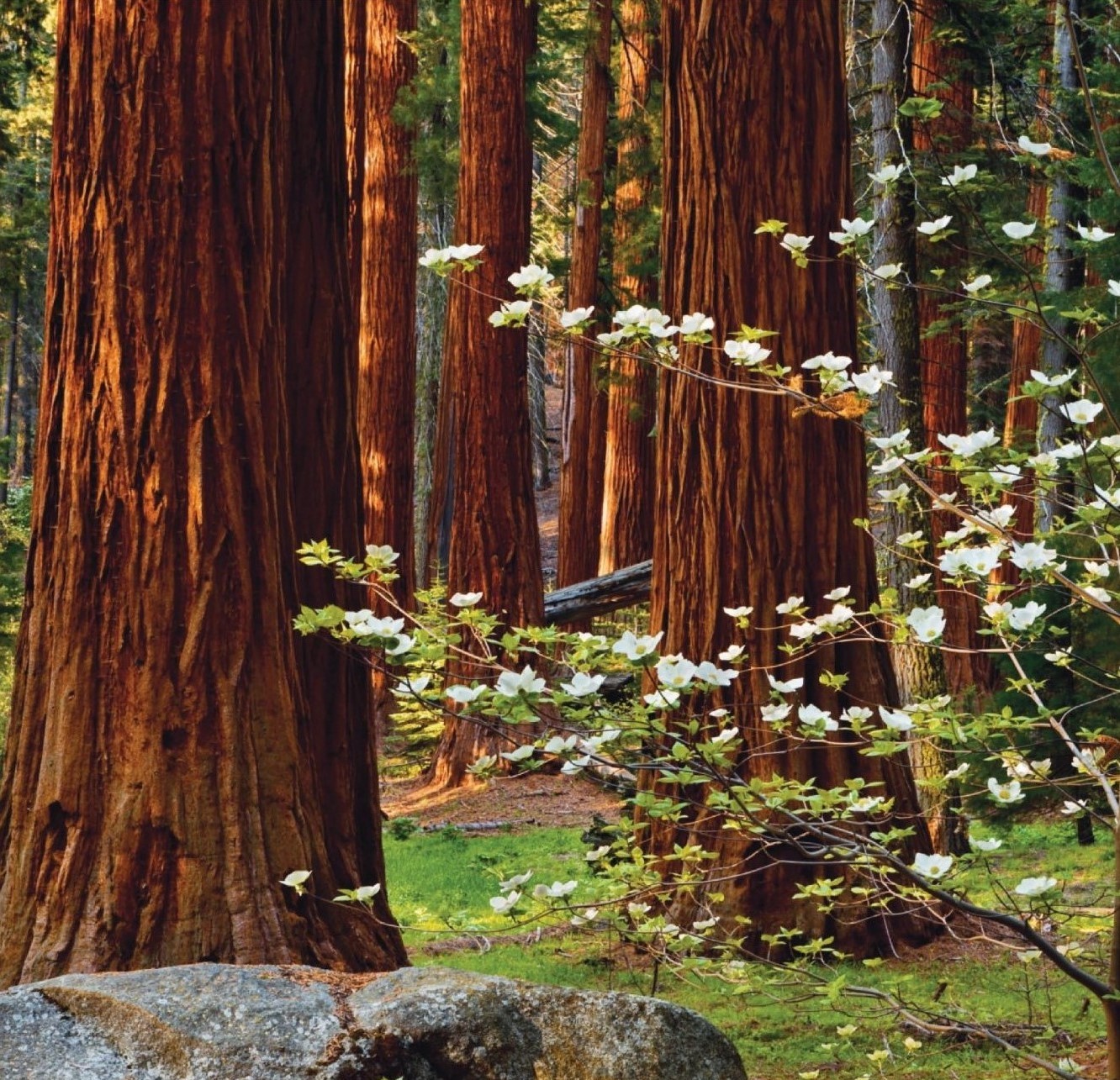 Exposition de photos "La forêt : une commmunauté vivante"