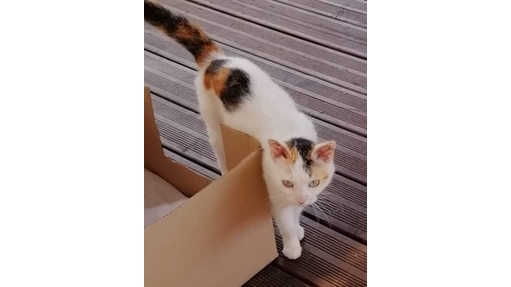 🐱A adopter sous contrat association 🐱 