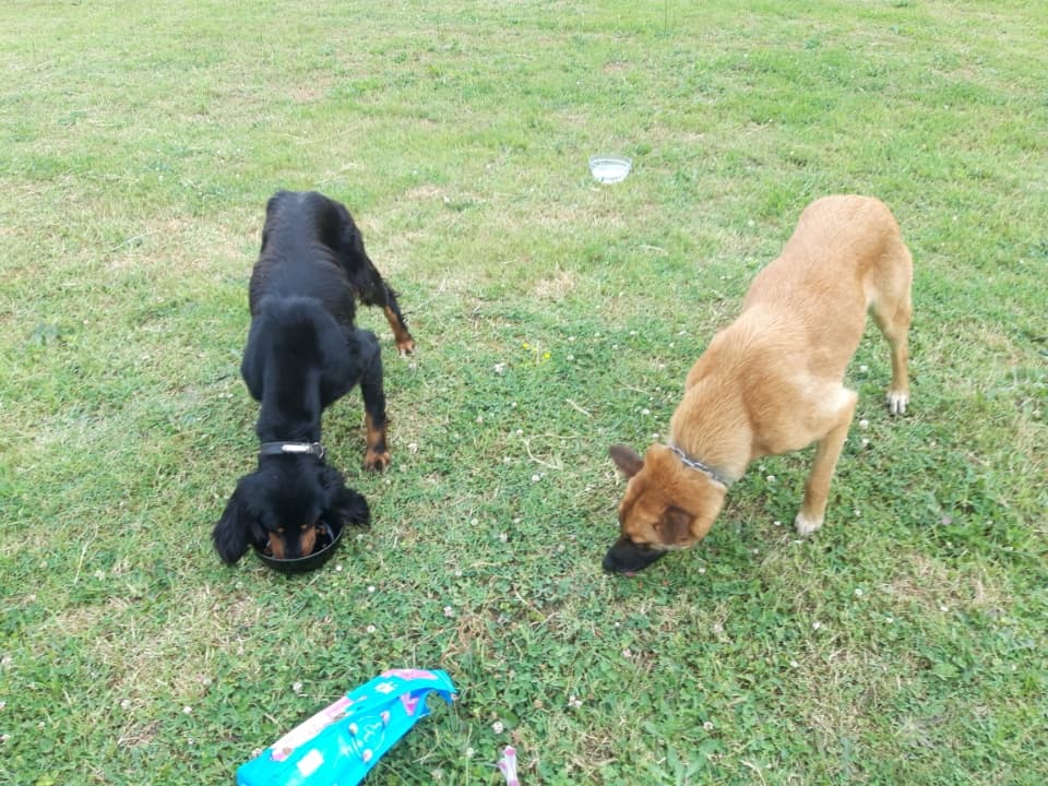 [Chiens en vadrouille]