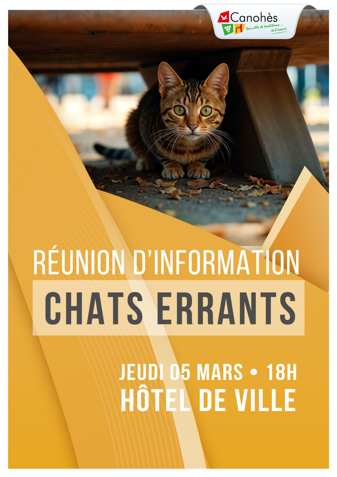 🐾 Réunion d’information – Chats errants 🐾