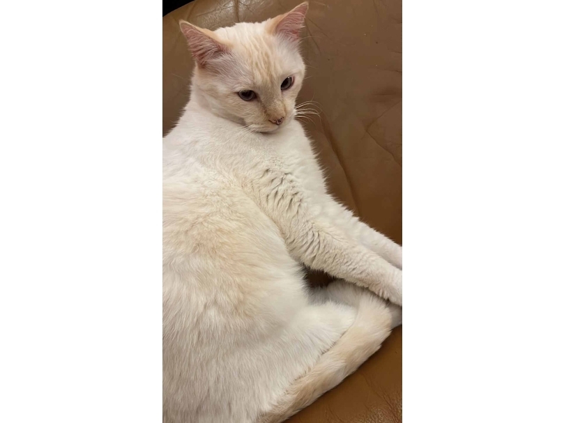 Chat perdu secteur du Boussicaut