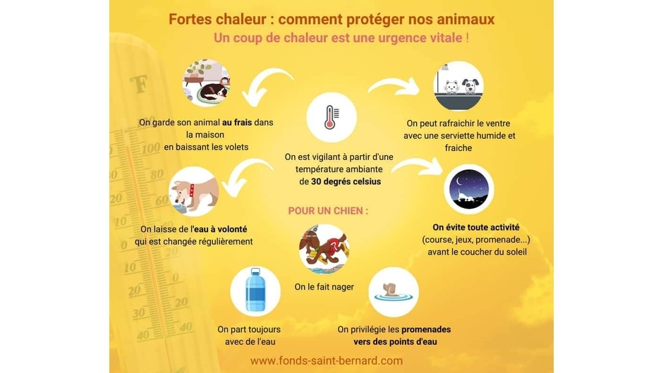 🐶 Protégeons les animaux de la canicule 🌞