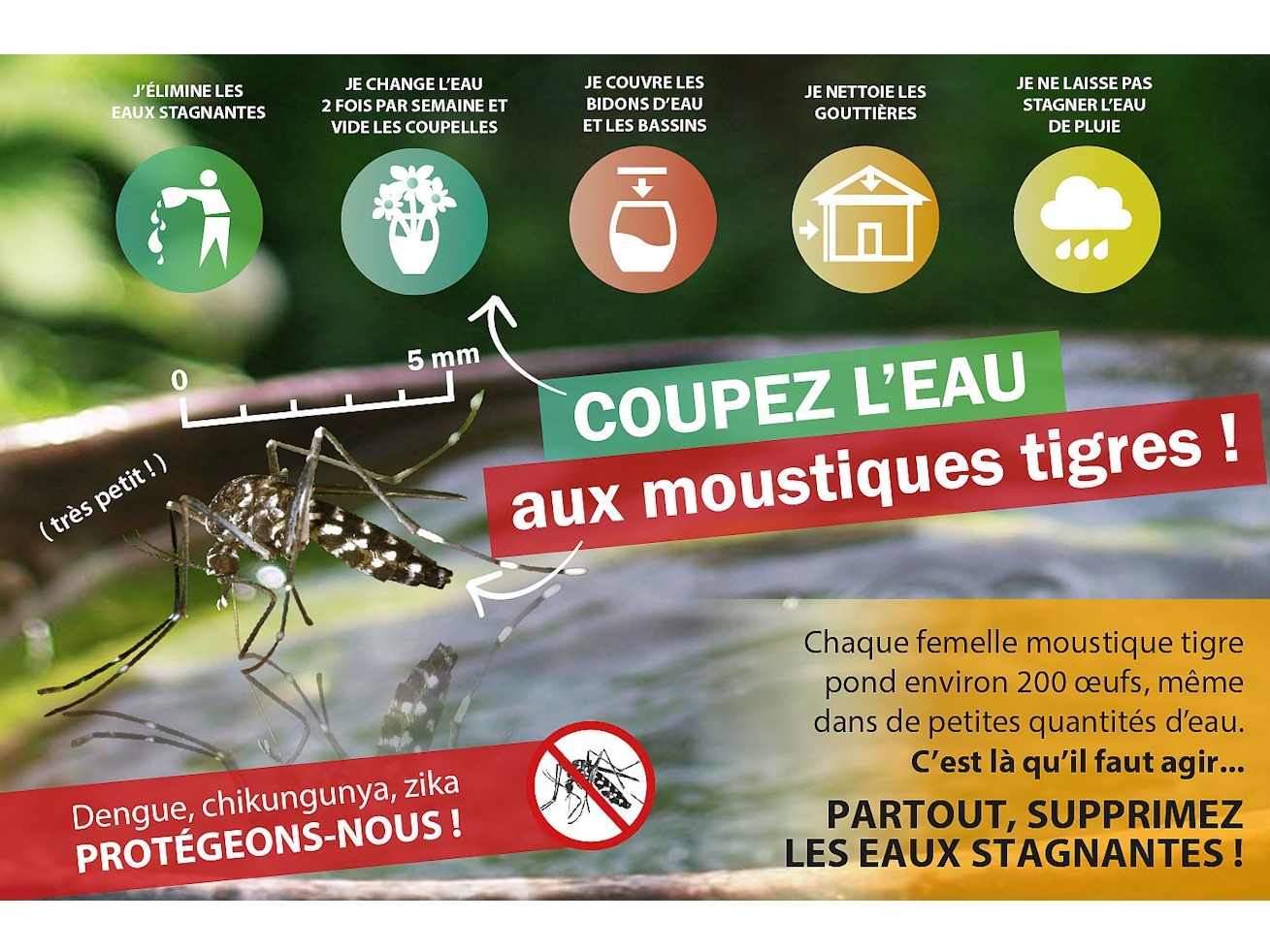 Luttons contre la prolifération du moustique tigre