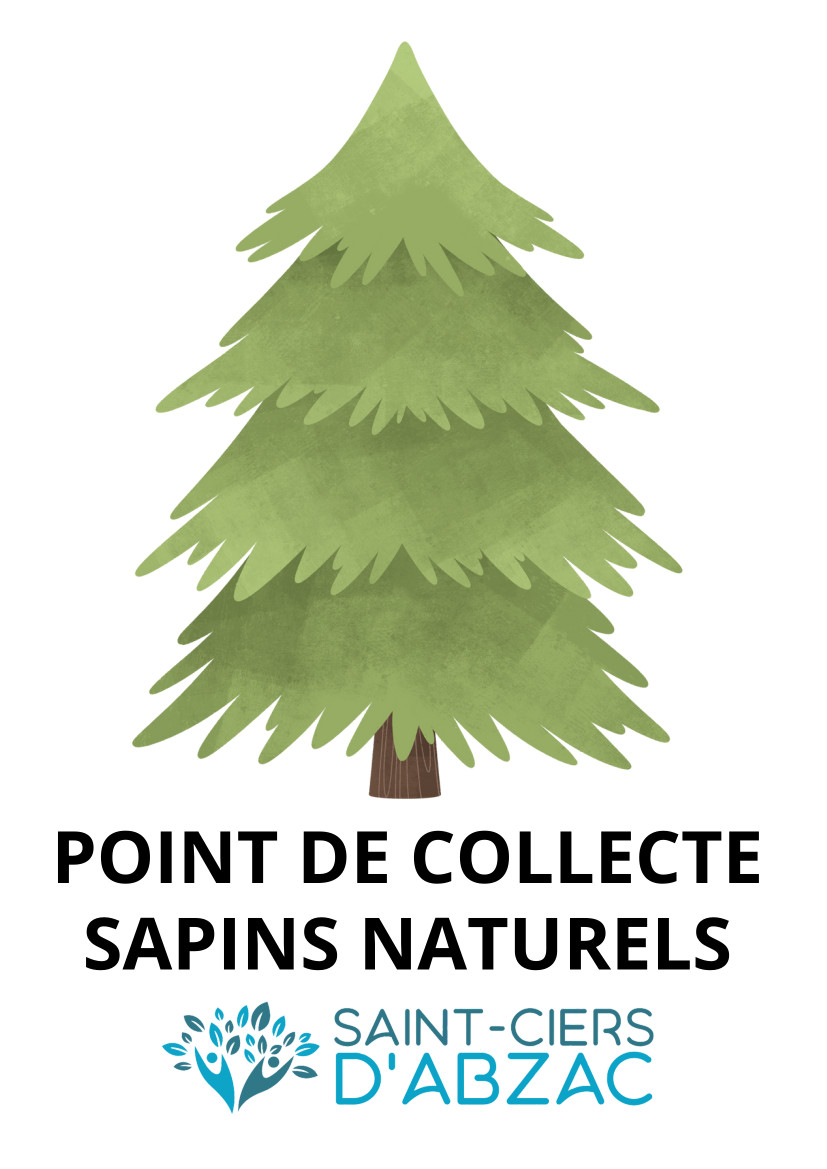 Collecte de sapins naturels