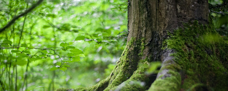 Les lisières de forêt au Taillan