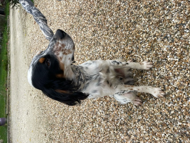 Chien Errant rue du Fayet