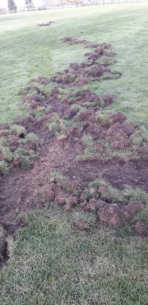 Les sangliers abiment le terrain, les agents municipaux le remettent en état