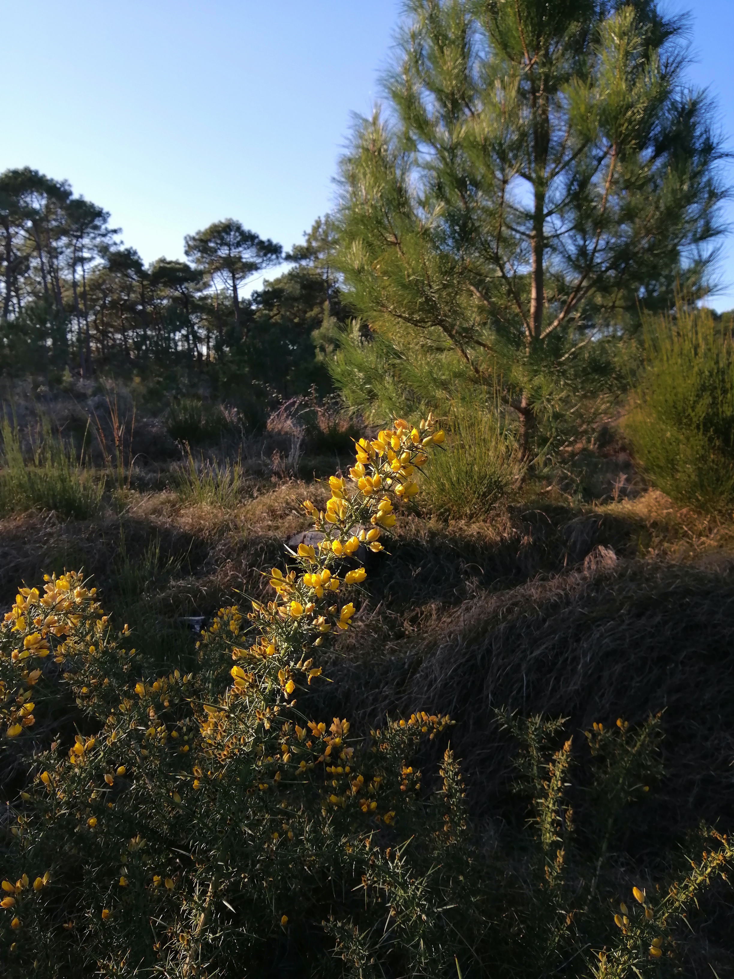 Programmation estivale 2021 de Sylvothérapie Celtique Médoquine - La Maison Des Synergies Le Taillan-Médoc