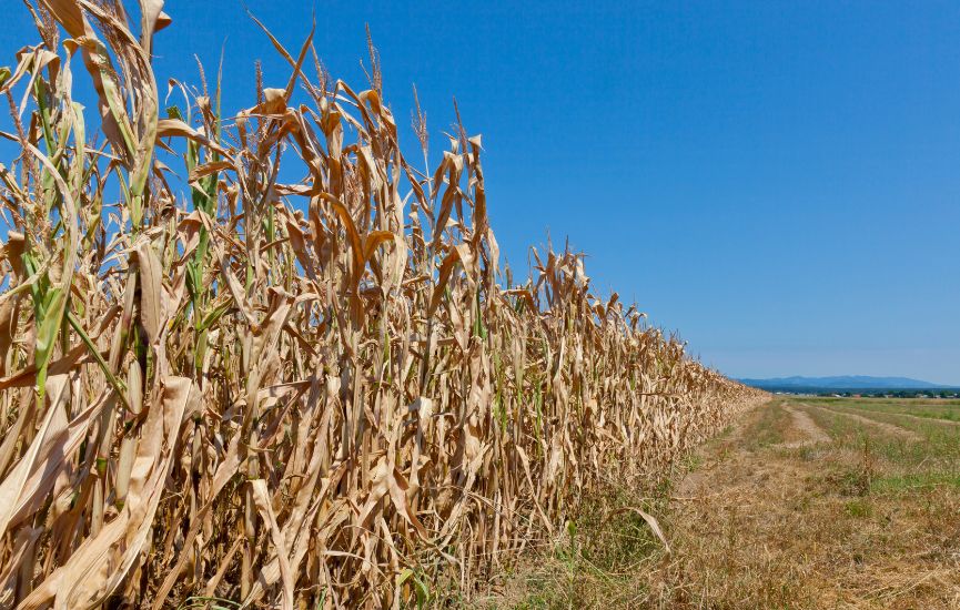 Calamité agricole – Sécheresse de l’année 2022 Pertes et récoltes sur prairies, parcours herbacés et autres fourrages 