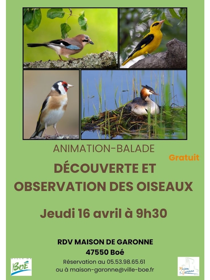 Balade nature sur l’observation des oiseaux