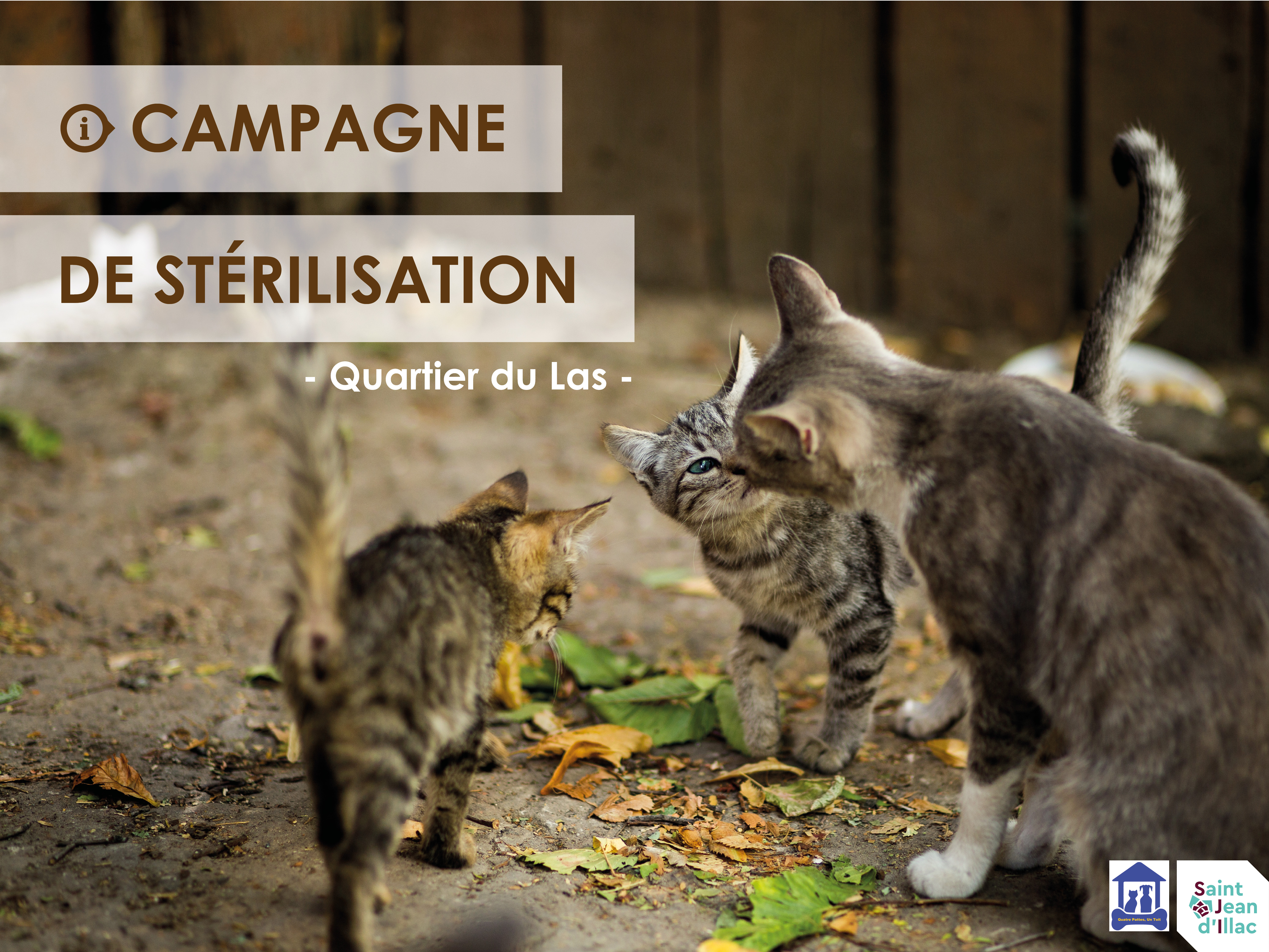 Chats errants - Campagne de stérilisation