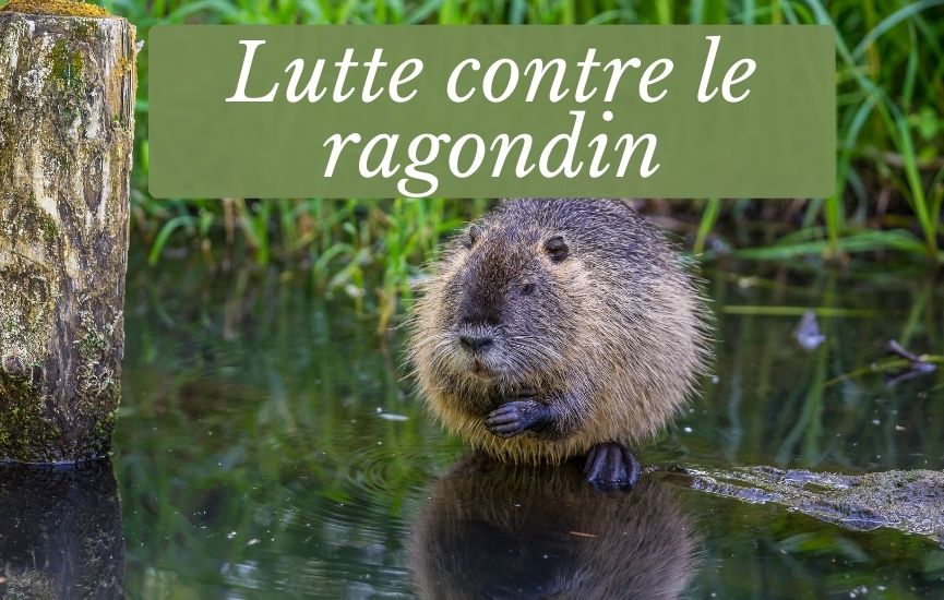 Campagne de lutte contre le ragondin 