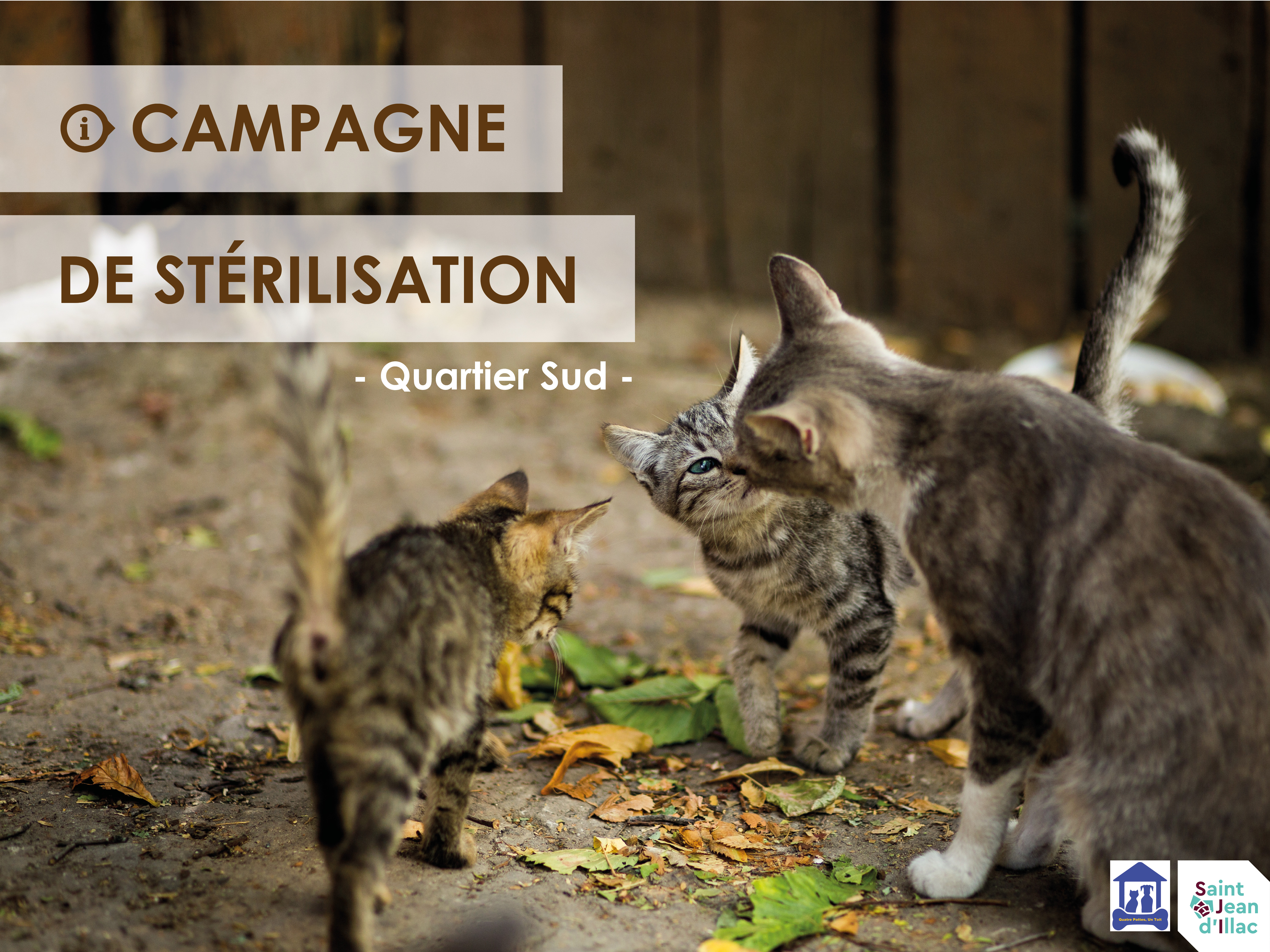 Chats errants - Campagne de stérilisation