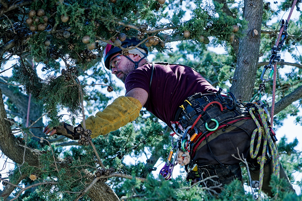 Arb'Auré  L'élagage équilibré 