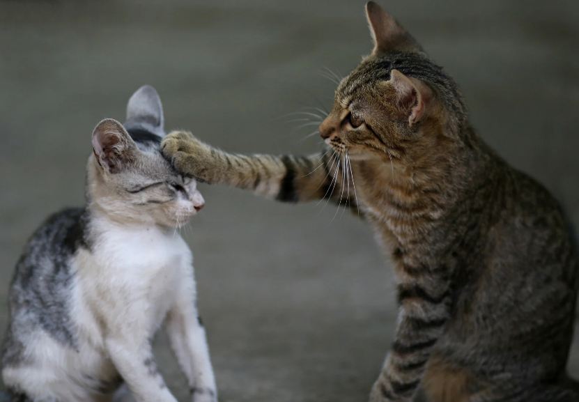 AnimAssitance StCiers