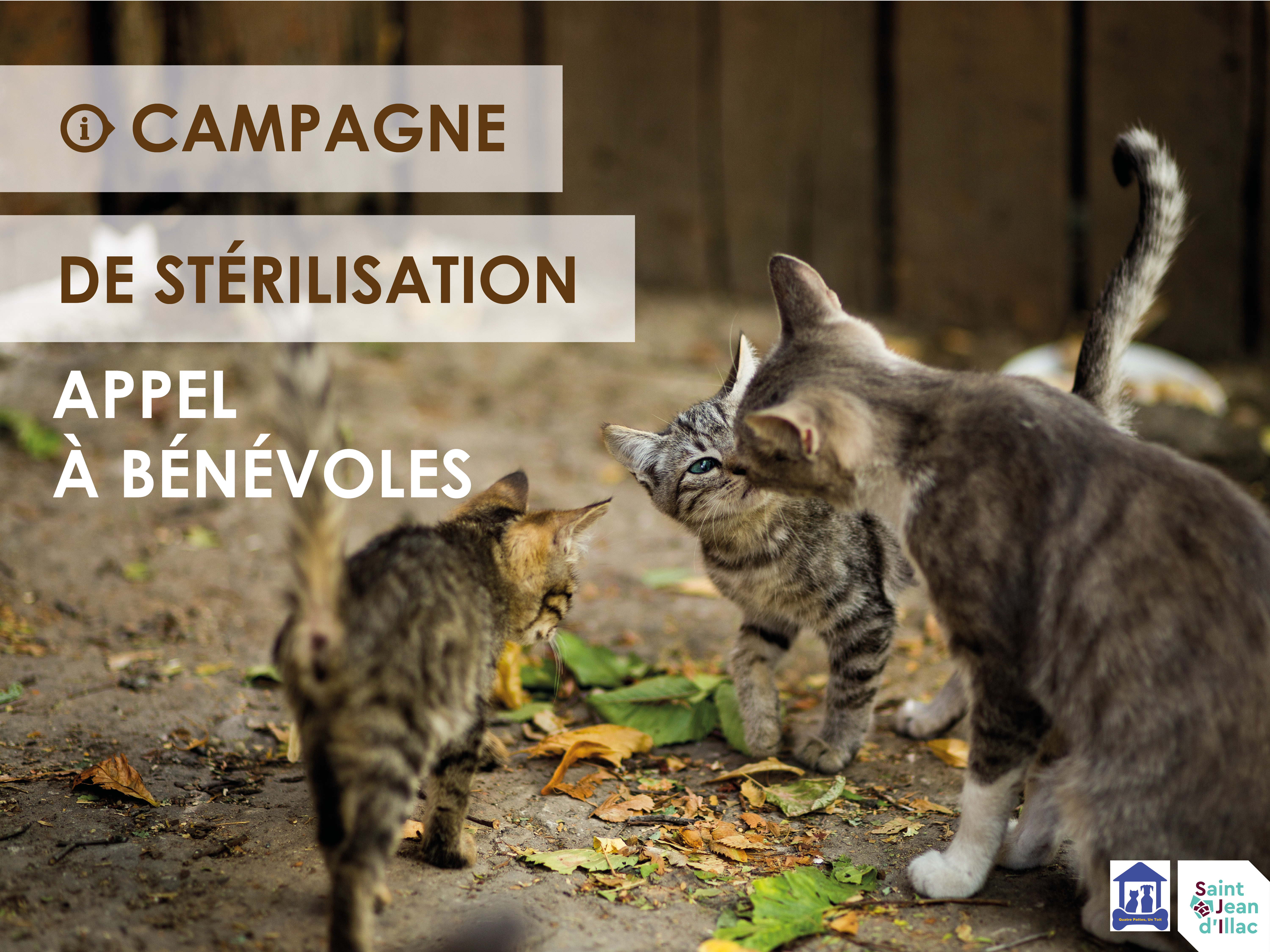 Appel à bénévoles - Campagne de stérilisation de chats errants