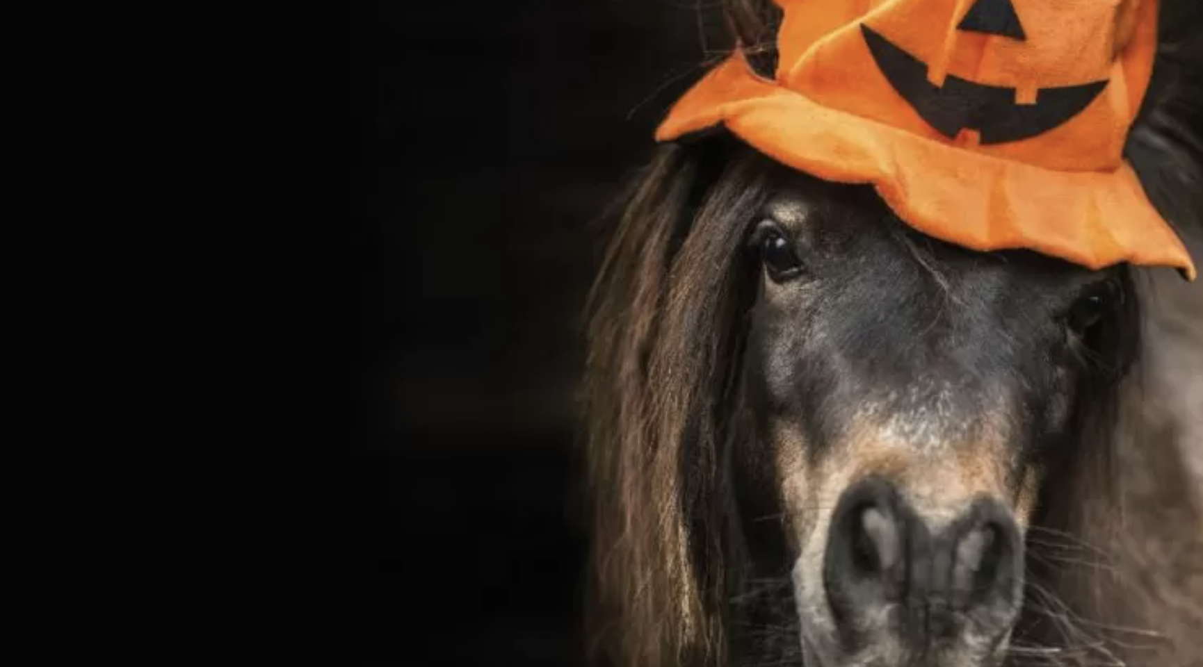 On fête Halloween à poney