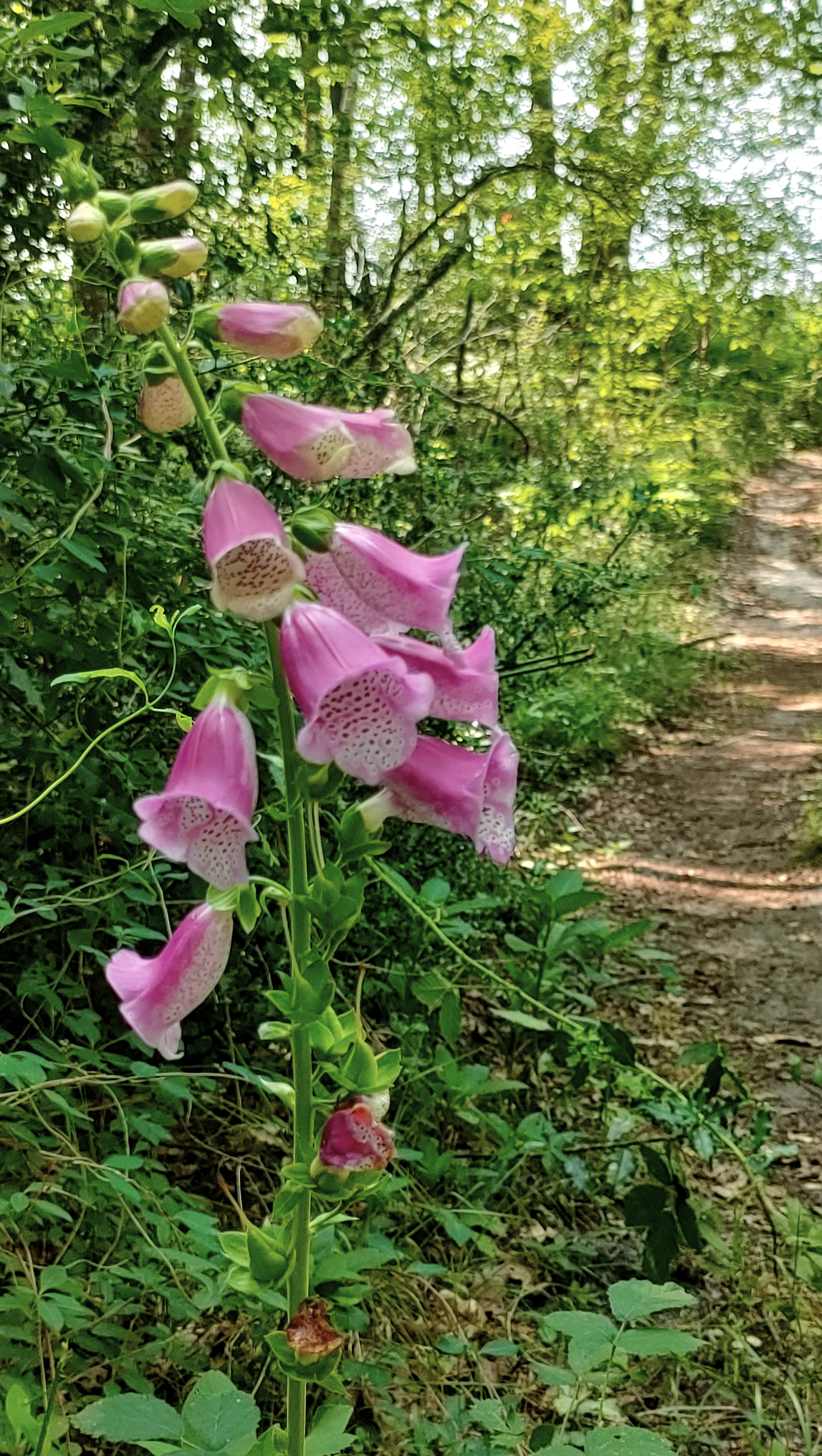Nettoyage des sentiers