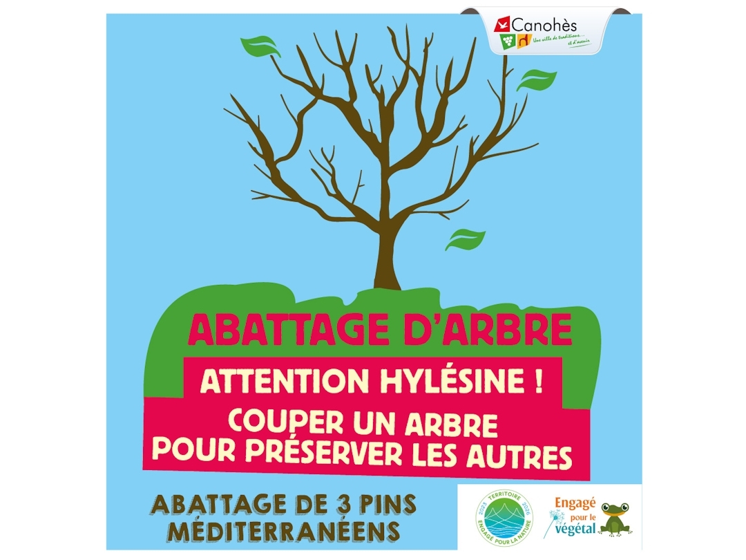 🌲 🔔 Abattage de Pins Méditerranéens sur la commune 🔔 🌲