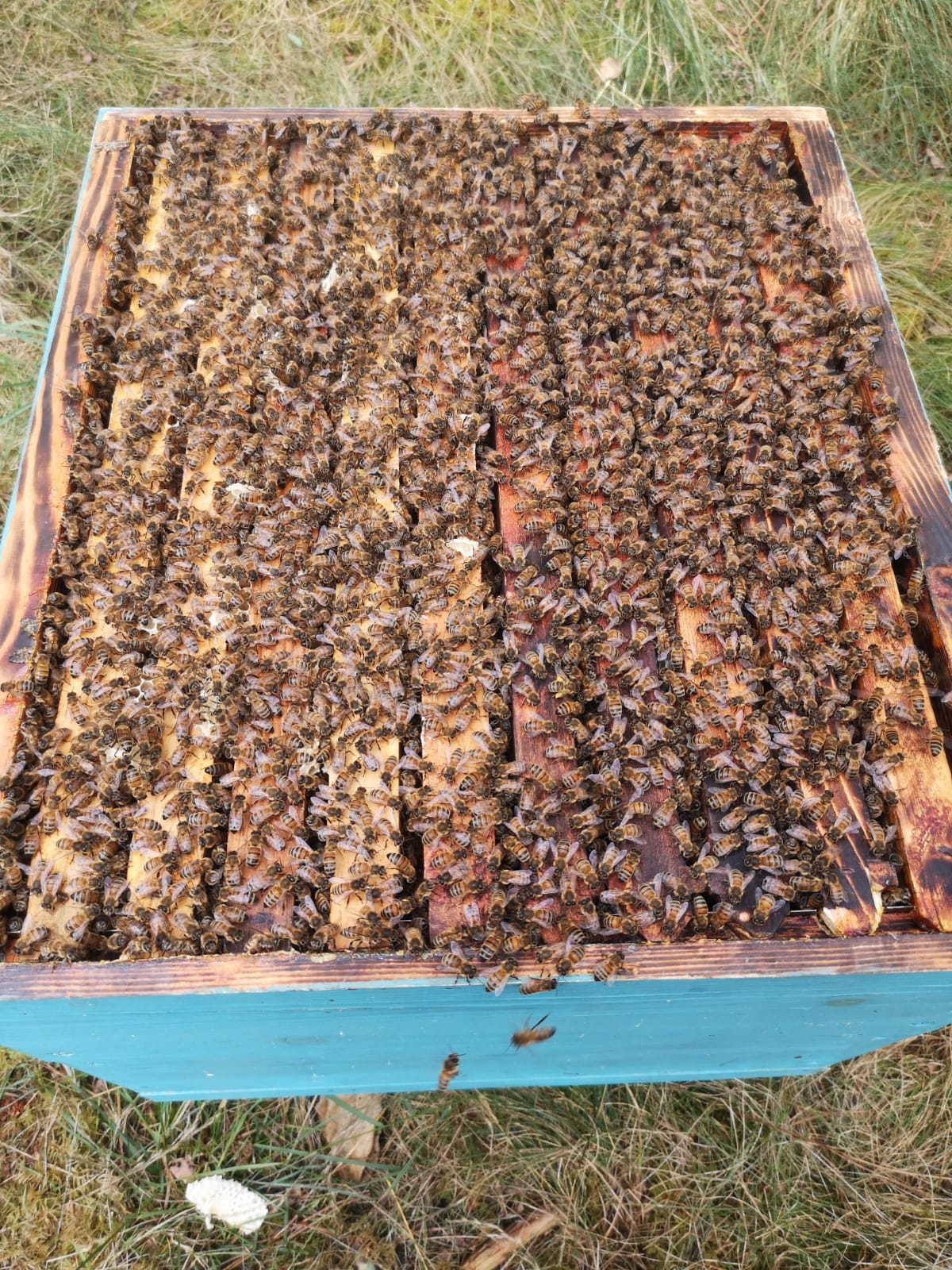 Les Apiculteurs de la Jalle